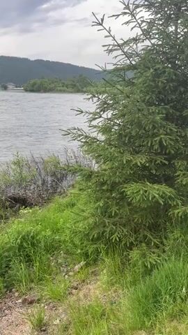 The video shows a close-up of a large evergreen tree on the right side of the frame. The tree is lush and green, with many branches and needles. To the left of the tree, a body of water is visible, with ripples on the surface. The water appears to be a river or a large lake. In the background, there are rolling hills covered in trees. The sky is cloudy and overcast, suggesting a possibly rainy day. The overall scene is natural and serene, with a focus on the tree and its surroundings. There are no people or animals visible in the video.