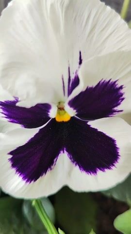 The video displays a close-up of a white pansy flower with a prominent purple blotch in the center. The flower is planted in a terracotta pot filled with soil, surrounded by green leaves and smaller buds. The backdrop appears to be a concrete wall or surface. The camera gradually zooms out to capture a slightly wider view of the potted plant.