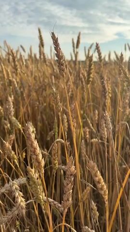 The video shows a field of ripe wheat. The camera pans across the field, focusing on the stalks of wheat, some of which have insects on them. The sun is shining, and the sky is cloudy. The field appears to be very large, stretching out to the horizon. In the distance, there are trees and a hint of a forest. The wheat is golden brown, indicating it is ready for harvest.