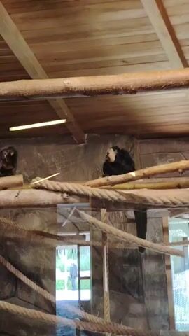 The video captures an indoor animal enclosure, likely a primate exhibit within a zoo or wildlife park, situated in Tepebaşı, Turkey. The enclosure is designed with a multi-level climbing structure featuring numerous natural wooden logs and thick ropes, catering to arboreal animals. The walls are textured to resemble rock formations, while the ceiling is constructed from wooden planks, fitted with artificial lighting.

At the start of the video, a black gibbon is prominently seated on a wooden beam, looking towards the right side of the frame. The gibbon emits a distinct, loud vocalization. Shortly after, another smaller, furry animal, possibly a lemur or a similar primate species, is seen moving across a higher wooden platform, its long tail visible.

Through large windows in the background, natural daylight illuminates an outdoor area with visible greenery, suggesting it is daytime. A person can be briefly seen through one of these windows. Human voices are audible in the background, indicating the presence of observers or visitors. The animals appear to be engaging in natural behaviors within their habitat. There is no visible text in the video.