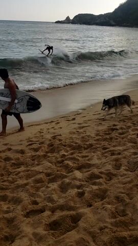 The video shows a beach scene. A person is seen using a bodyboard in the water. Next to them, a dog is lying on the sand. The beach is sandy and slopes down to the water. There appears to be a cliff or landmass visible in the background.