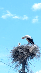 Adult stork and chick spotted nesting on utility pole
