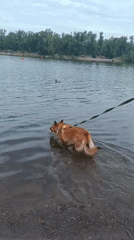 Dog's lake day: splashing, stick chasing, and a jog
