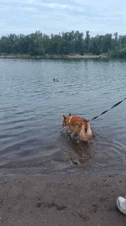 Dog's lake day: splashing, stick chasing, and a jog
