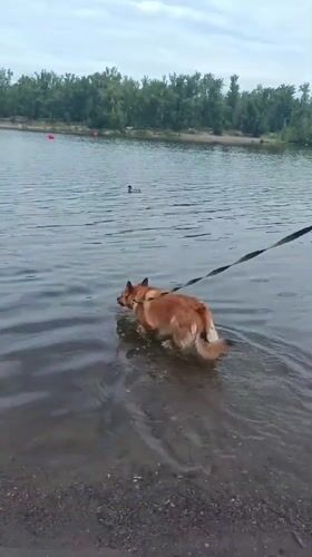 Dog's lake day: splashing, stick chasing, and a jog