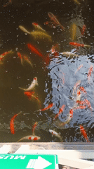 Early morning scenes: koi pond and gas station in Indonesia