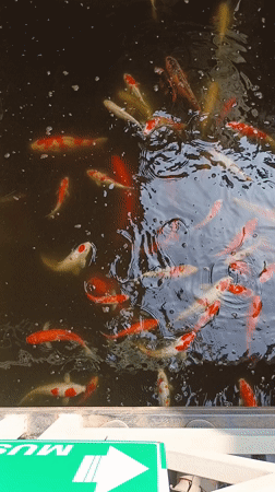 Early morning scenes: koi pond and gas station in Indonesia