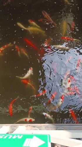 Early morning scenes: koi pond and gas station in Indonesia