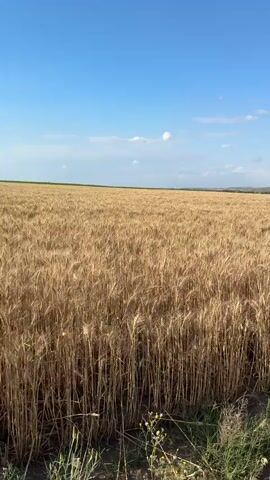 This is a vertical video capturing a vast field of ripe wheat under a bright blue sky with scattered white clouds. The wheat stalks are golden brown and appear tall, suggesting they are close to harvest. The field stretches to the horizon, indicating a wide expanse of cultivated land. In the foreground, there is some dry, wild grass and soil, bordering the edge of the wheat field. The light suggests it is daytime, likely late morning or afternoon, with clear and pleasant weather. There are no people or specific objects visible, focusing solely on the natural landscape. The setting is rural, characteristic of agricultural areas, and specifically identified as Chirsova, Moldova. The overall mood conveyed is one of natural beauty, abundance, and the tranquility of a rural landscape. There is no visible text in the media.