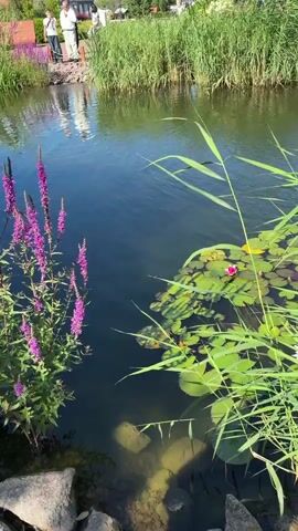 A video shows a pond with lily pads and blooming water lilies. Green reeds grow around the edge of the pond and partially obscure the view of the water. In the background, two people are standing near the edge of the pond, and more greenery is visible.
