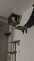 White cat spotted in wall-mounted house in Arzberg
