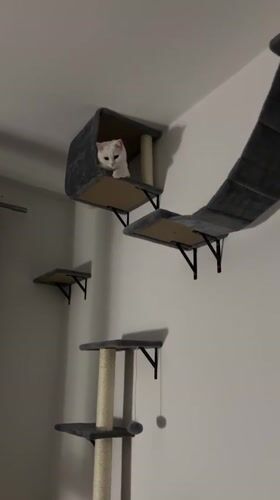 White cat spotted in wall-mounted house in Arzberg