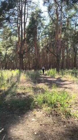 A person walks along a dirt path through a pine forest. The person is wearing a light-colored long-sleeved shirt and dark pants. The path is lined with green vegetation and pine needles. Sunlight filters through the trees, creating dappled shadows on the ground. The trees are tall and have reddish-brown bark. The sky is visible through the canopy of leaves, appearing bright and sunny. The person is walking away from the camera, deeper into the forest.