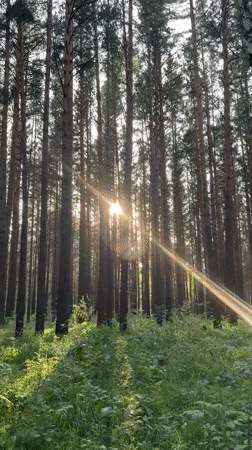 Sunlit pine forest in Krasnoyarsk on a summer afternoon