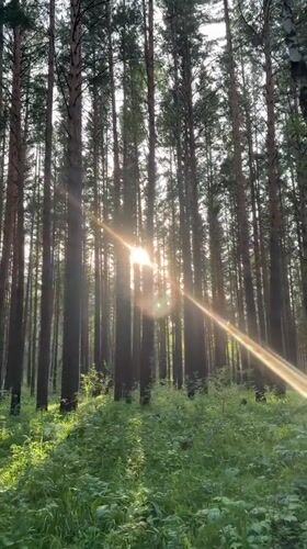Sunlit pine forest in Krasnoyarsk on a summer afternoon