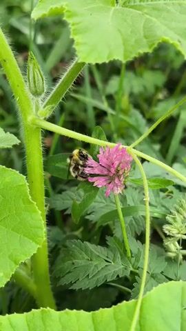A bumblebee is visible on a pink clover flower, surrounded by green foliage. The bumblebee is fuzzy and has black and yellow stripes. It is positioned on top of the flower, appearing to be collecting nectar. The background is blurred, indicating a shallow depth of field, with more green plants visible. A thick green vine with a budding tip is in the foreground on the left. The lighting suggests it is daytime, likely outdoors in a garden or natural setting.