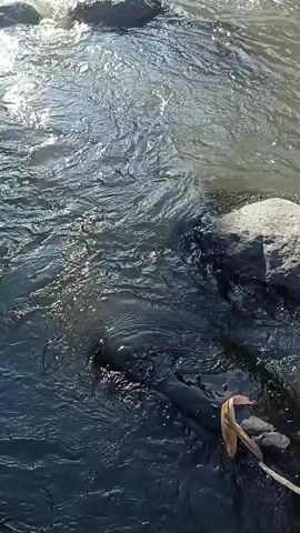 The video shows a close-up, top-down view of a shallow, fast-flowing stream with several rocks visible both in the water and along the bank. The water is clear and reflects the sunlight, creating a shimmering effect. The stream bed appears to be composed of gravel and smaller stones. There are no people or animals visible in the video. The environment is natural and appears to be outdoors.