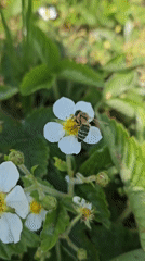 Spring pollination and evergreen growth in Russian garden setting