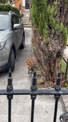 Fox spotted on a residential driveway mid-glance