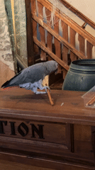 Gray parrot spotted on reception desk in Bulgarian town