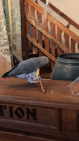 Gray parrot spotted on reception desk in Bulgarian town