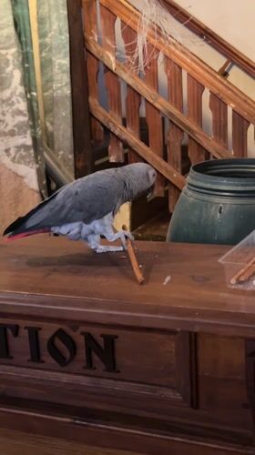 Gray parrot spotted on reception desk in Bulgarian town