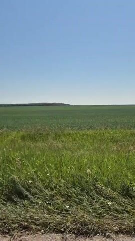 The video shows a rural landscape on a clear day. The foreground consists of tall green grass and some scattered wildflowers along the edge of a dirt path. Beyond the grass, a vast, green field stretches to the horizon, suggesting a crop field or meadow. The sky is a uniform light blue, with no clouds visible. The camera appears to be moving slowly, possibly from a vehicle, as indicated by the slight jiggle in the footage and the perspective shift. The overall impression is one of open space and natural beauty under a bright sky.