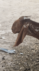 Goats fed on street platforms in Multan Pakistan