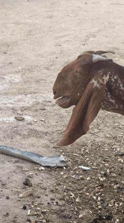 Goats fed on street platforms in Multan Pakistan