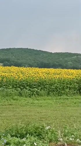 Sunflowers in full bloom across a rolling field in rural Russia