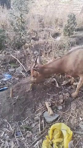 A tan-colored goat stands in a field of dry grass and litter, eating something on a mound of dirt. The goat moves around the mound, continuing to eat. There's trash scattered around, including a yellow plastic bag and pieces of blue plastic. In the background, there are bushes, a fence-like structure, and part of a building. The goat appears to be scavenging in a rather unkempt area.