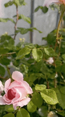 Dew-covered roses in a Radisne garden, early morning.