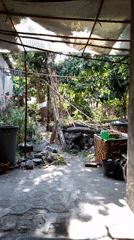 Cat lounging in the shade, conversation in the background