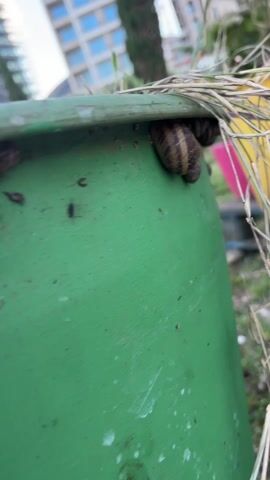 The camera focuses on a green planter from a close distance. There are snails clinging to the side of the planter. Purple plant stems hang off the side of the planter, which is slightly dirty with debris. A blurred background shows trees and a building.