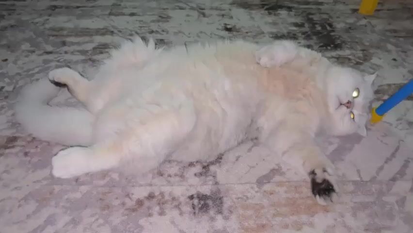 A fluffy grey and white cat lies on its back on a patterned rug. Its eyes are open and its mouth is slightly agape. A blue and yellow toy or object is near the cat's head, touching its nose. The cat's paws are in the air, and its tail is curled. The background shows a dark floor and hints of yellow furniture. The lighting is dim.