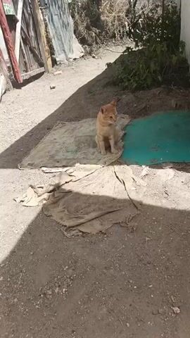 The video shows an orange cat sitting on a soiled tan cloth on a dirt ground. Next to the cloth is a green mat, partially obscured by vegetation. The background includes a corrugated metal fence, a wooden structure, and some vegetation. The scene is outdoors and partially shaded.