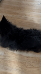 Woman plays with two dogs during indoor session in Izhevsk
