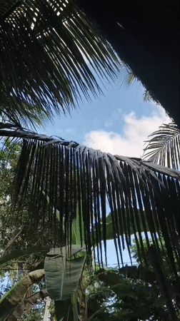 Tropical vegetation filmed in Meunasahpuuk, Indonesia