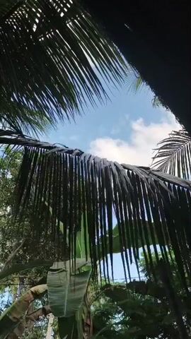 The video shows a close-up view of palm fronds against a bright blue sky with scattered clouds. The fronds are dark green and appear lush, with individual leaves hanging down. In the background, other foliage is visible, suggesting a tropical or subtropical environment. The lighting indicates daytime, and the shot seems to be taken from a low angle, looking up through the leaves. There are no people or explicit actions depicted, only the natural scene.