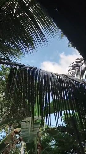 Tropical vegetation filmed in Meunasahpuuk, Indonesia
