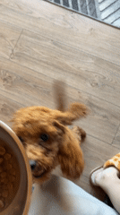 Poodle puppy feeding time captured by witnesses in Sofia