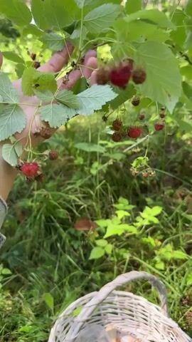 A first-person perspective video shows a person picking berries in a forest. A white basket is visible in the foreground, containing blueberries and red berries, possibly lingonberries. The person's hand reaches into a bush to pick red berries, likely raspberries or cloudberries. The background consists of dense green foliage and tall pine trees. Sunlight filters through the trees, creating dappled light. The video transitions to a wider view of the forest, emphasizing the natural environment.