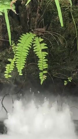 The media file shows a close-up view of lush green ferns growing on a moss-covered rocky surface. Below the ferns, a cloud of white mist or fog obscures the lower part of the scene. Small droplets of water are visible within the mist, suggesting a damp or humid environment, possibly near a waterfall or a misty jungle. The ferns are vibrant green, with delicate fronds cascading downwards. The lighting is soft and diffused, hinting at an overcast day or a shaded area within a forest. The overall impression is one of a serene, natural, and somewhat mysterious environment, evoking a sense of tranquility and the wildness of nature. There are no people or visible text in the media file. The location context of Ban Na Chom Thian, Thailand, aligns with this imagery, as Thailand is known for its tropical rainforests and beautiful natural landscapes.
