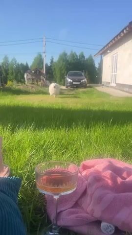 Here's a brief description of the video:

The video shows a sunny outdoor scene where a person is sitting on the grass with a glass of wine next to them. They are holding a smartphone, seemingly taking a video or photo. In the background, a fluffy white dog runs towards the camera. Behind the dog, there's a grassy lawn, trees, a partially visible building, and a car parked in the distance.