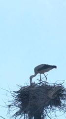 Stork observed tending nest with companion during morning hours
