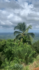 Morning scenes of tropical Sri Lankan countryside captured