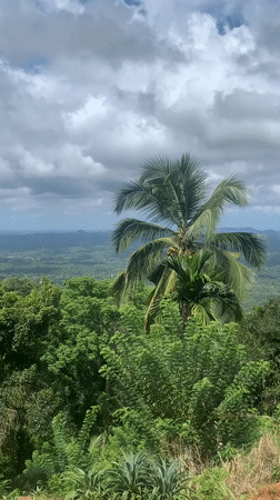 Morning scenes of tropical Sri Lankan countryside captured