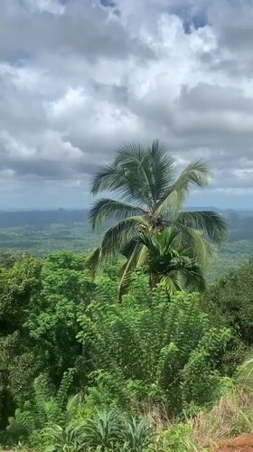 Morning scenes of tropical Sri Lankan countryside captured