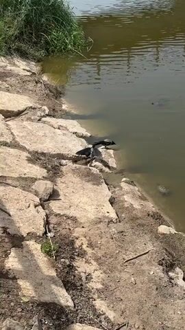 A crow standing on rocks near a pond with at least two turtles in the water. The crow flies away and then returns to the rocks. Vegetation lines part of the pond's edge. An adult speaks in the background. Another child speaks as well.