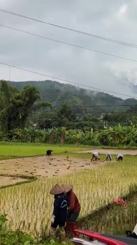 The video shows a group of farmers working in a rice paddy under a cloudy sky. In the foreground, two individuals wearing conical hats are standing and looking towards the paddy. Further back, several other farmers are bent over, planting rice seedlings. The environment is lush and green, with rolling hills and trees in the background. The overall impression is one of agricultural labor and a rural setting.